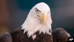 This Jan. 5, 2020, file photo shows a bald eagle in Philadelphia, Pennsylvania. (AP Photo/Chris Szagola)