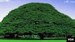 Ardaa jilaa Oromiyaa hedduutti galma abbootii gadaa jaaruutti jiran