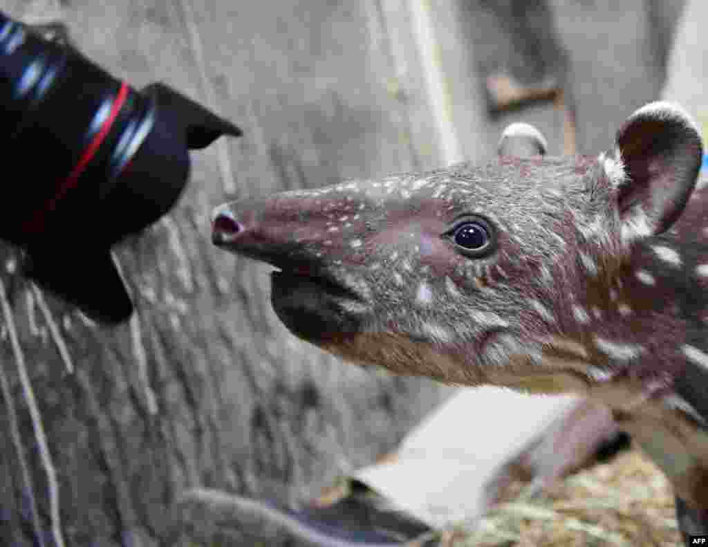 Seekor bayi tapir berusia 2 minggu memeriksa lensa seorang fotografer di kebun binatang Magdeburg, Jerman timur.