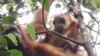 Peneliti Serukan Hentikan Pembangunan Proyek di Hutan Batang Toru