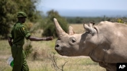 Seorang jagawana bersama Najin, satu dari dua badak putih utara terakhir di dunia, di penangkarannya di Ol Pejeta Conservancy, Kenya, 23 Agustus 2019. 