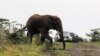 Burning Chilies Drive Elephants Away from African Farmers' Crops