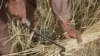 UN Calls for Doubling Food Production