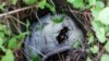 New Findings: Beetle Uses 'Gut Goop' to Protect Its Food