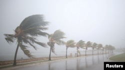 Pohon-pohon palem di Caibarien, Kuba terlihat miring terkena tiupan angin kencang sebelum Badai Irma menghantam kawasan tersebut, 8 September 2017.
