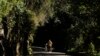 UN Plans Vast Urban Forests to Fight Climate Change