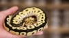 สามารถพบเห็นงูได้ที่ Pythonism ร้านขายสัตว์เลี้ยง ซึ่งเปิดโอกาสให้ลูกค้าได้เพลิดเพลินไปกับฝูงงูขณะจิบกาแฟ ก่อนถึงปีใหม่ทางจันทรคติซึ่งจะเป็นการเริ่มต้นปีงูในไทเป ประเทศไต้หวัน 23 ม.ค. 2025 (REUTERS/Ann Wang)