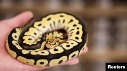 สามารถพบเห็นงูได้ที่ Pythonism ร้านขายสัตว์เลี้ยง ซึ่งเปิดโอกาสให้ลูกค้าได้เพลิดเพลินไปกับฝูงงูขณะจิบกาแฟ ก่อนถึงปีใหม่ทางจันทรคติซึ่งจะเป็นการเริ่มต้นปีงูในไทเป ประเทศไต้หวัน 23 ม.ค. 2025 (REUTERS/Ann Wang)