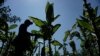 Buruh dan Petani Menanti Rembesan Dana Hasil Cukai Tembakau