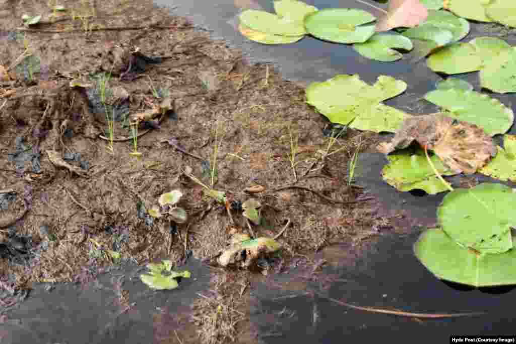 Floating islands of peat support grasses and trees.