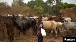 FILE - A herder is seen standing with his cattle near the town of Bouar, Central African Republic, March 9, 2014.
