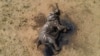 Au Zimbabwe, la sécheresse tue les éléphants à bout de force