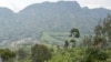 La nouvelle espèce de singe habiterait les forêts du bassin du Lomani en RDC