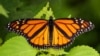 US moves to save once-common monarch butterflies from extinction 