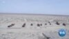 Using Trees to Stop a Lake from Turning into Desert