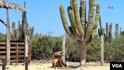 Este camello descansa al lado de un cactus sudcaliforniano en Los Cabos, México. Foto: Paula Díaz, VOA.