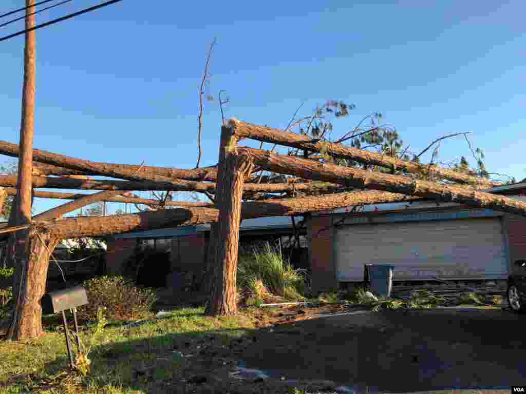 Más de media docena de árboles cayeron sobre esta vivienda en Mexico Beach, Florida, cuando el huracán Michael se abatió sobre el área, destruyendo todo a su paso y causando una marejada ciclónica. Sábado 13 de octubre de 2018. Foto, Jorge Agobián.
