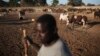 FILE - Cattle herder Adama Ouagalam tends to his animals where French troops are stationed fighting rebels, in Markala, Mali, January 2013.