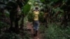 Fresh hope grows for Malawi banana farmers after virus attack 