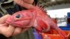 An Environmental Success Story for Fishing on America’s West Coast 
