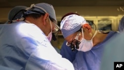 Transplantacija genetski modifikovanog bubrega svinje (Massachusetts General Hospital via AP)