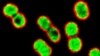 Common Antibiotic Effective Against 'Superbug' Infections