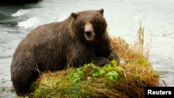 Naman Daji Bear.