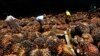 Target Ambisius Biodiesel Indonesia untuk 2014 Meleset