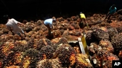 Para pekerja menyortir buah kelapa sawit di pabrik pemrosesan minyak kelapa sawit di Lebak, Banten. (Foto: Dok)
