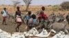 Des éleveurs conduisent leur bétail pour boire à un point d'eau près de la ville de Kargi, dans le comté de Marsabit, au Kenya, le 9 octobre 2021.