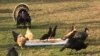 Kali Ini Kalkun jadi 'Tamu Kehormatan' Perayaan Thanksgiving