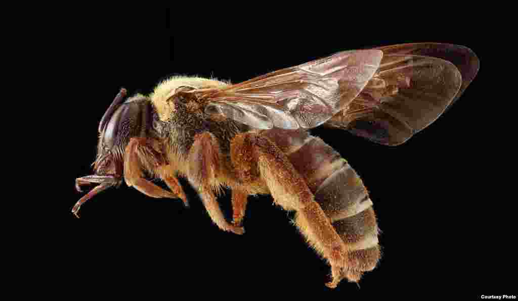 Dieunomia xerophila often nests in huge groups in sandy soil.