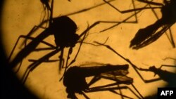 FILE - Aedes aegypti mosquitoes are photographed in a laboratory at the University of El Salvador in San Salvador, Feb. 3, 2016. 