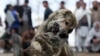 Polisi Brazil Gerebek Jaringan Adu Anjing yang Mengerikan di Sao Paulo