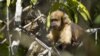 Hutan Hujan di Pesisir Brazil Hadapi Kepunahan Spesies