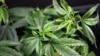 US Government Maintains Marijuana is Dangerous