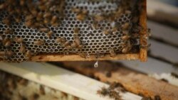 Quiz - Bees are Carrying Pesticides into the World's Honey