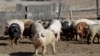 US Farm Interests Caution Trump on Mexico Trade War