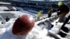Super Bowl Sunday: Broncos Versus Seahawks