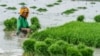 Seorang petani menanam benih padi di sawah di Demak, 23 Oktober 2018. (Foto: Antara/Aji Styawan via REUTERS)