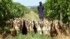 Group of Ducks Helps Control Pests for South African Wine Maker