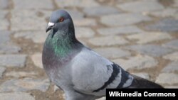 Un pigeon portant un message au Premier ministre indien.