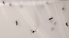 Genetically Engineered Vaccine Prevents Malaria in Mice, Findings Show 