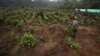 La superficie de terres sur lesquelles les trafiquants de drogue récoltent la coca pour faire de la cocaïne augmente régulièrement depuis 2013. Sur cette photo, des soldats déracinent des arbustes à San Jose del Guaviare en Colombie, le 22 mars 2019. (AP/Fernando Vergara)