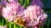 In Hard Times, Feed the Bees with a Mix of Flowers