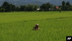 Seorang petani menyiangi sawahnya di distrik Fang, provinsi Chiang Mai, Thailand. (Foto: Dok)