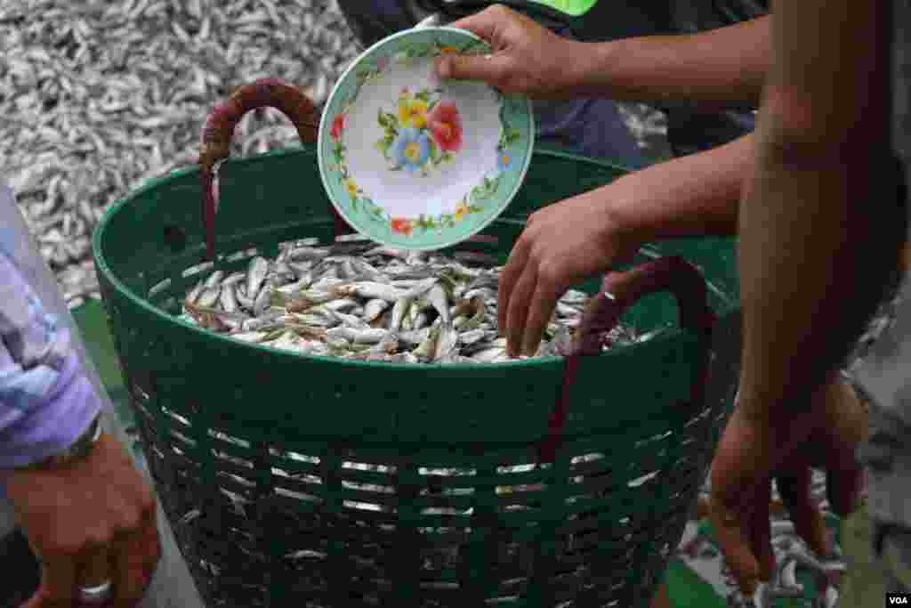 ទិដ្ឋភាពទូទៅនៃការរកត្រីប្រហុកនៅក្នុងតំបន់ផែនេសាទគីឡូម៉ែត្រលេខ៩ ក្នុងខណ្ឌឬស្សីកែវ រាជធានីភ្នំពេញ នៅថ្ងៃទី២៧ ខែធ្នូ ឆ្នាំ២០១៧ (ស៊ុន ណារិន/VOA)