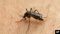 Un moustique Aedes aegypti, porteur de maladies telles que la dengue, le zika et la fièvre jaune étudié à l'institut des sciences biomédicales de l'université de Sao Paulo à Sao Paulo, Brésil, le 18 janvier 2016.