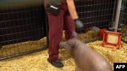 This video grab made from the online Neuralink livestream shows Gertrude the pig implanted with a Neuralink device during a presentation on August 28, 2020. - Futurist entrepreneur Elon Musk late August 28 demonstrated progress made by his Neuralink…