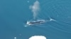 Scientists: Bowhead Whales Are 'Jazz Singers of the Arctic'